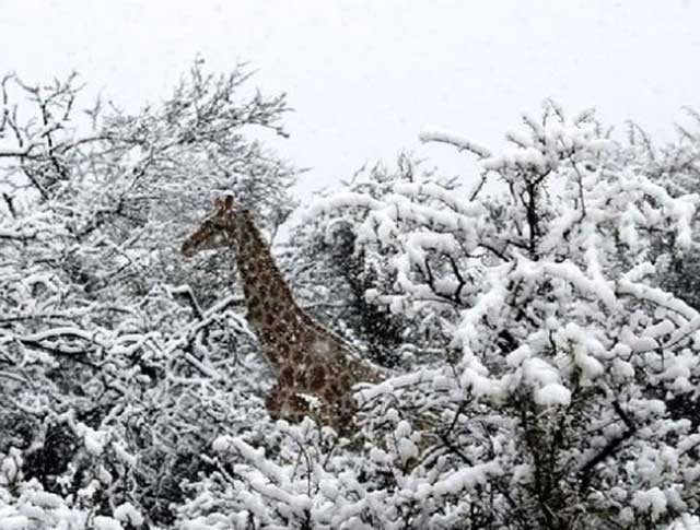 žirafa u snijegu