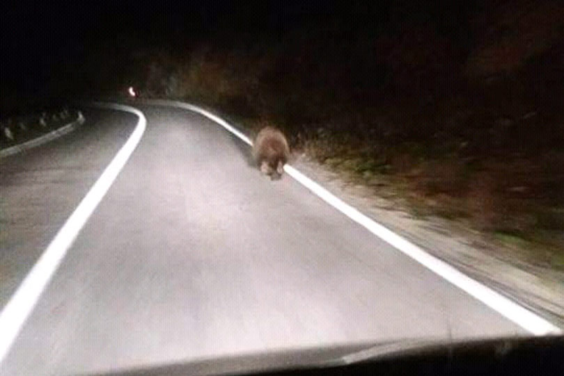 medo, medvjedi, Kupres, Šemsudin Dedić