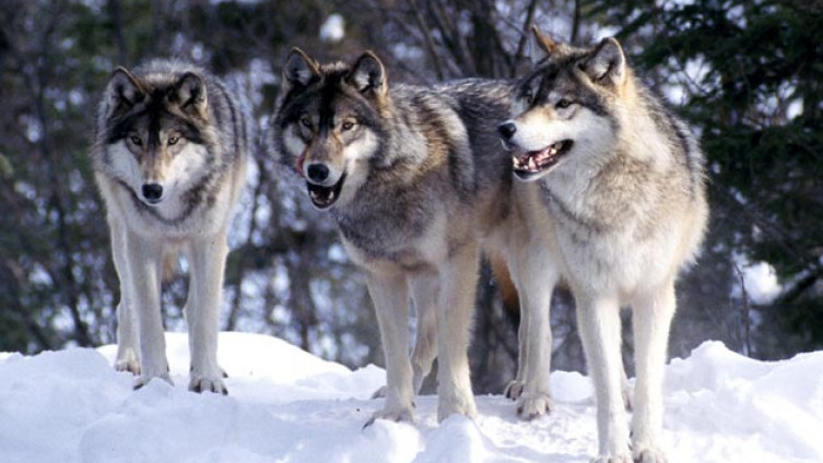 sivi vukovi