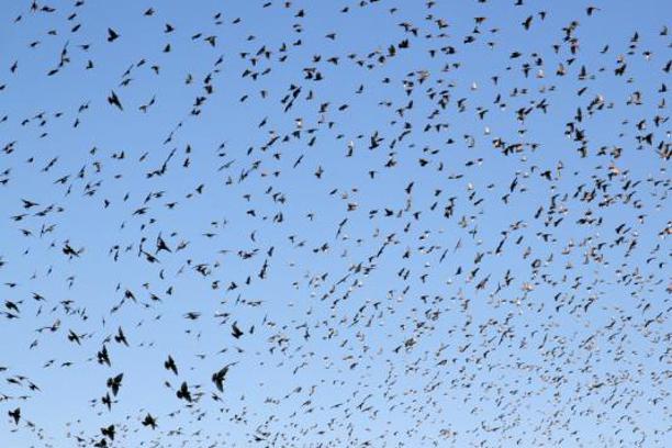 Najezda ptica koje imitiraju zvuk mobitela na jugu Hercegovine 
