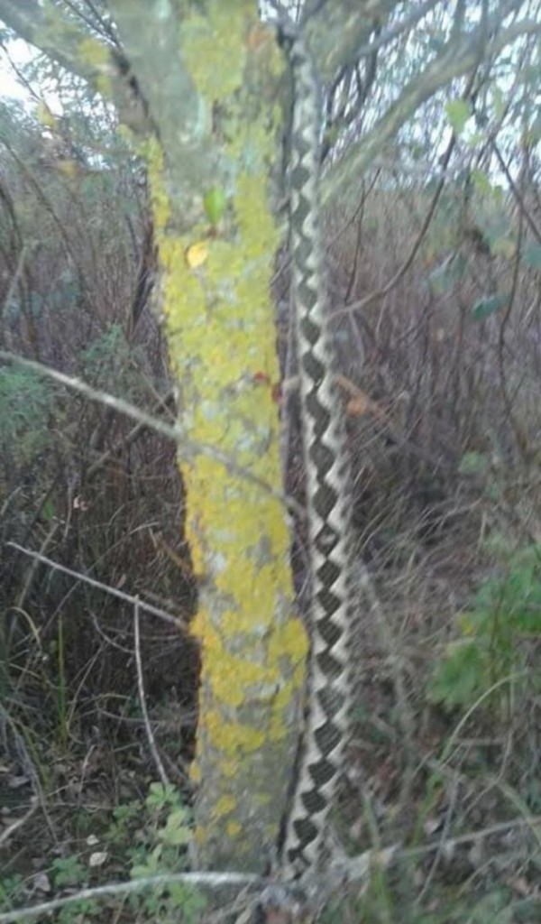 Otrovnica iznenadila Ljutodočane