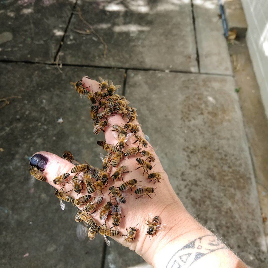 ljepota, zdravlje, svjetske metode, životinje