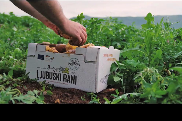 Ljubuški, mladi krumpir