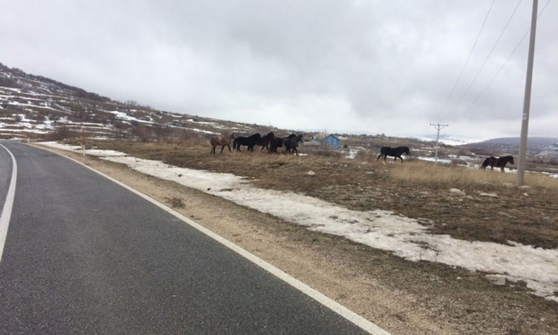 Vozač iz Čapljine automobilom udario u divljeg konja