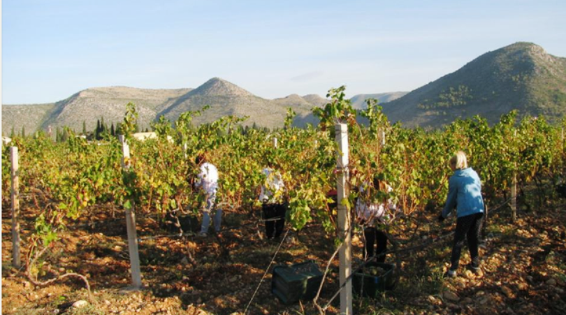 Počinju radovi u sveučilišnom vinogradu u Rodoču