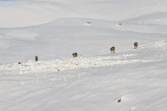 općina Glamoč, vukovi