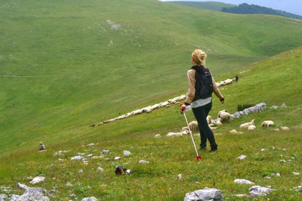 priča iz hercegovine, Miljenka Koštro, čobanica