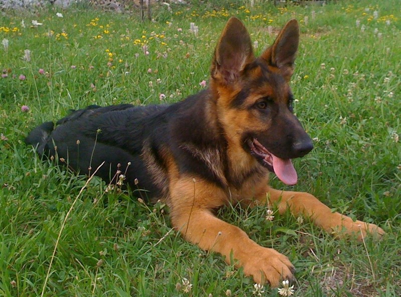 Njemački ovčar, burza.ba