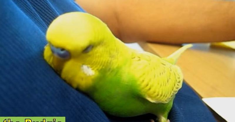 papagaj, kućni ljubimac