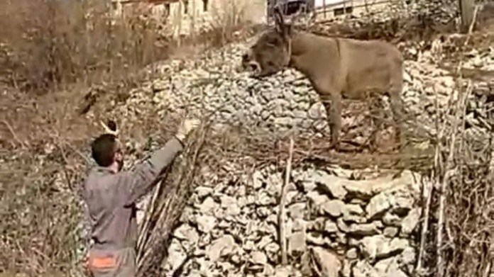 magarac, Široki Brijeg