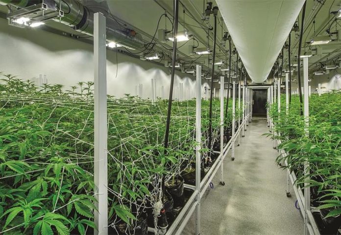 indijska konoplja, medicinske svrhe