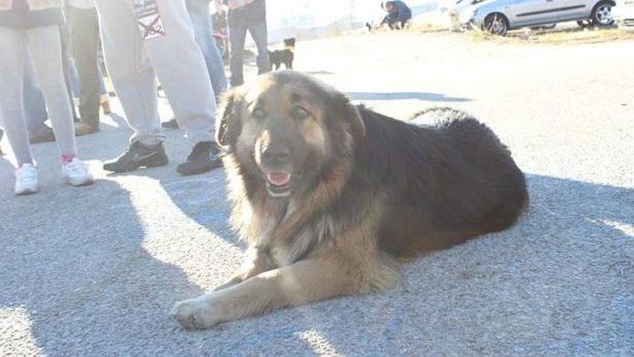 Udruga 'O' godišnje udomi čak stotinu napuštenih pasa