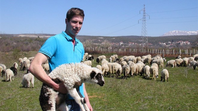 ovce, Hercegovina