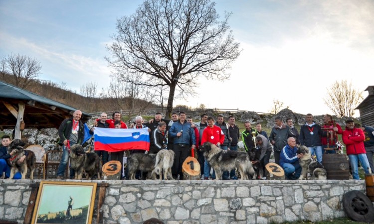 rotvajler, izložba pasa