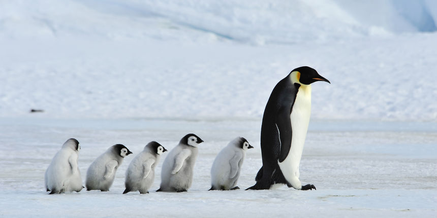 Utopilo se na tisuće mladunaca carskih pingvina: Preko noći nestala cijela populacija
