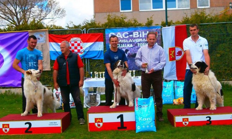 Pas 'Aga' pobjednik izložbe tornjaka u Tomislavgradu