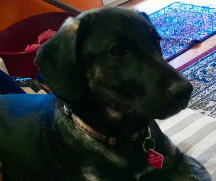 pas ira, Mostarski Bulevar, odlutao