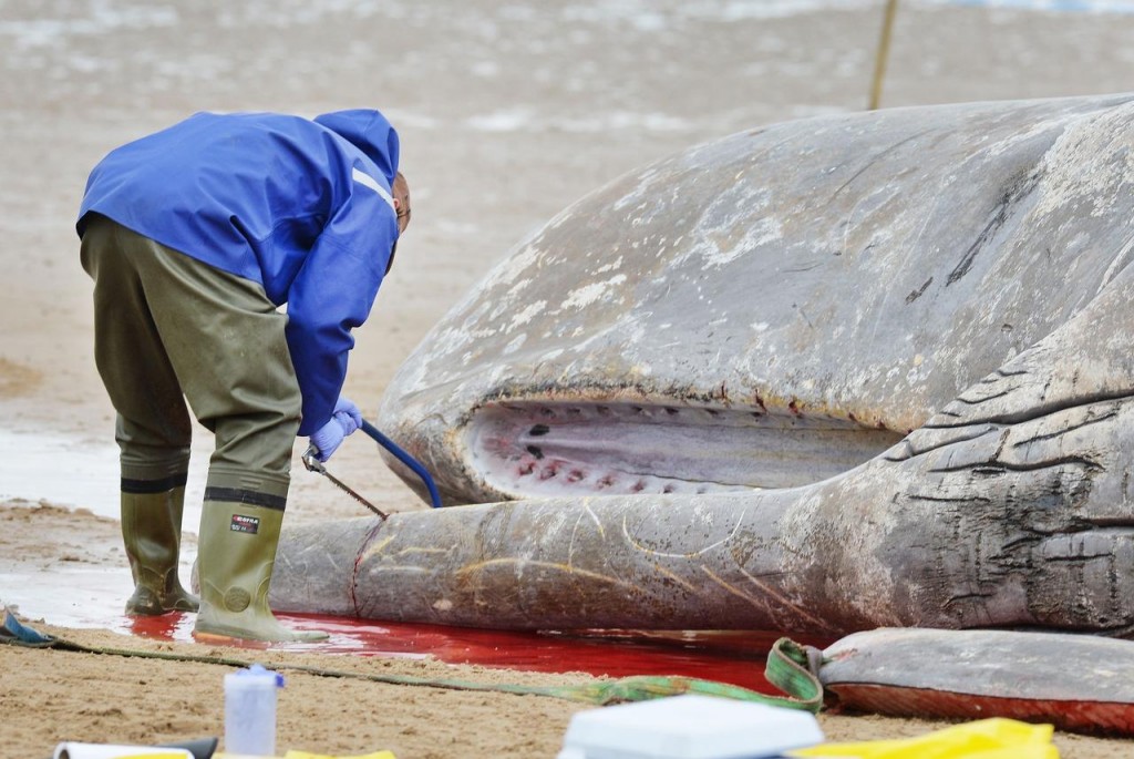Novi slučaj uginulog kita punog plastike: 'More nam šalje očajnički SOS'