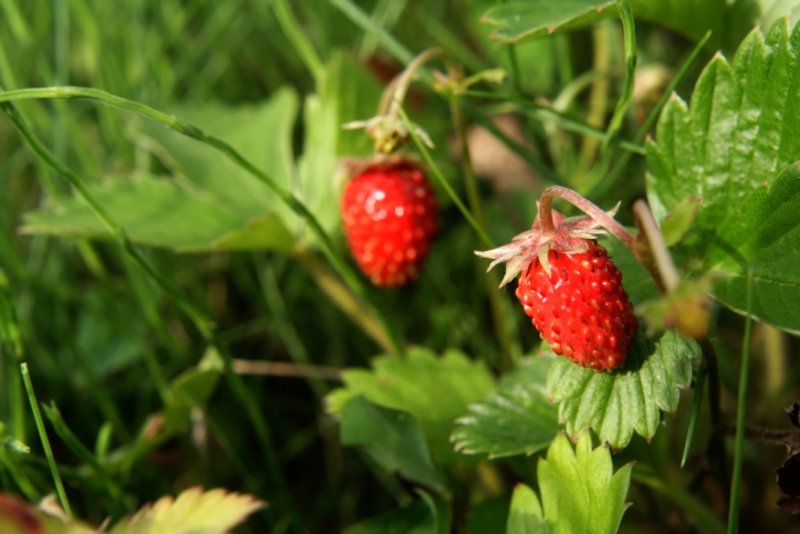Divlje Jagode, blagodati