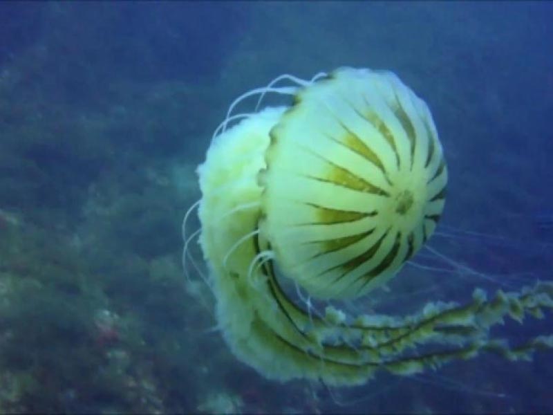 kompas meduza
