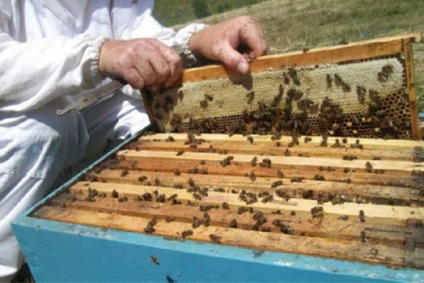Kupres: Obavijest za pčelare