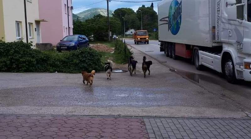 Buna, psi, psi, Mostar