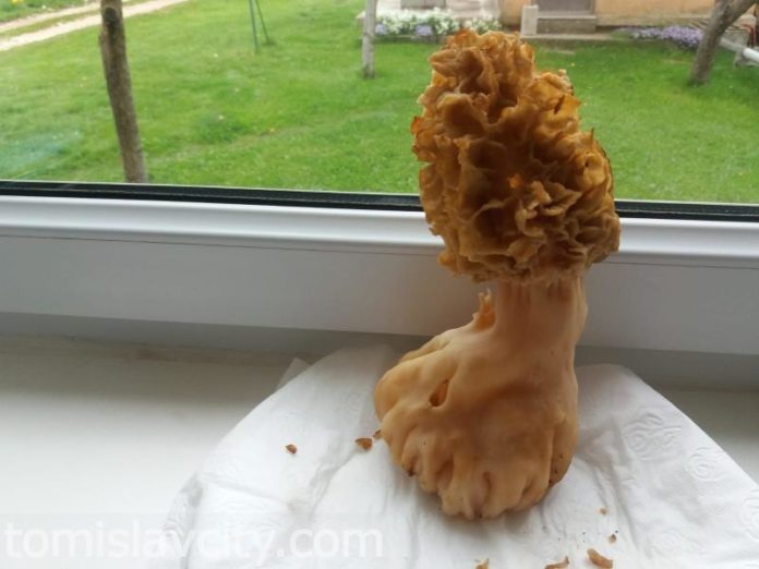 Tomislavgrad: Ubran smrčak- kapitalac