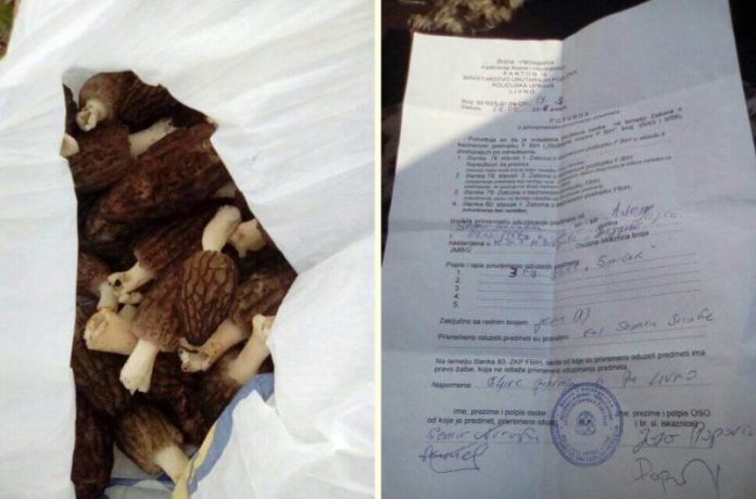 Livno: Policija Bugojancu oduzela gljive koje je ubrao u šumi