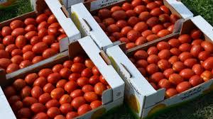 povrće, sirovo povrće, zamrznuto povrće