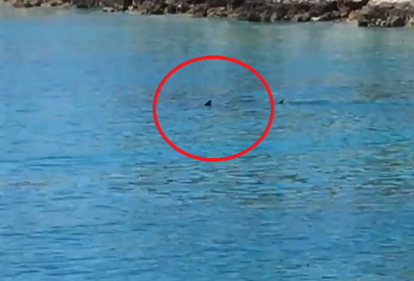 jadransko more, morski pas