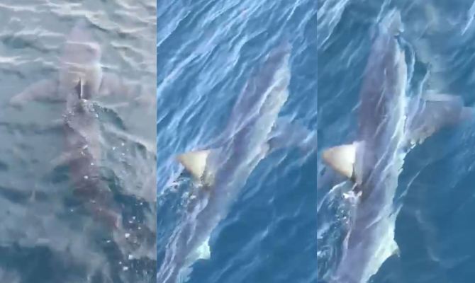 morski pas, modrulja , Makarska