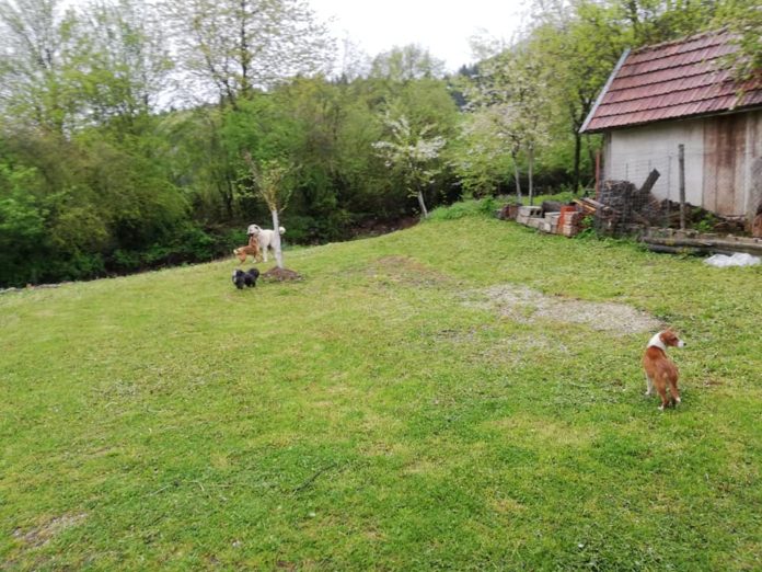 Livno: Treća izložba udomljenih pasa i mješanaca