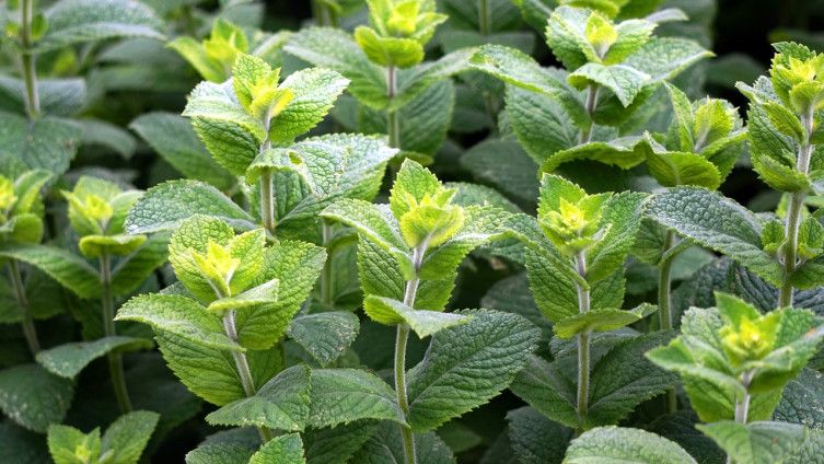 menta, lijek, biljke