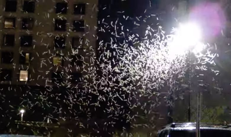 Las Vegas, skakavci, najezda