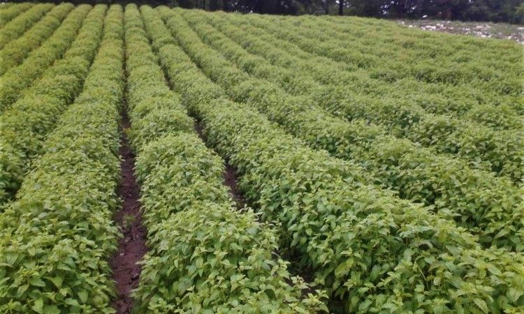 eterična ulja, žepče, Hercegovina, UPIP Žepče