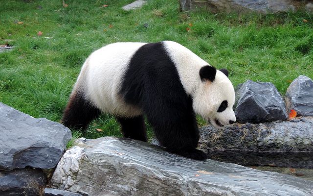 panda , mladunčad, divovska panda, belgija, zoološki vrt