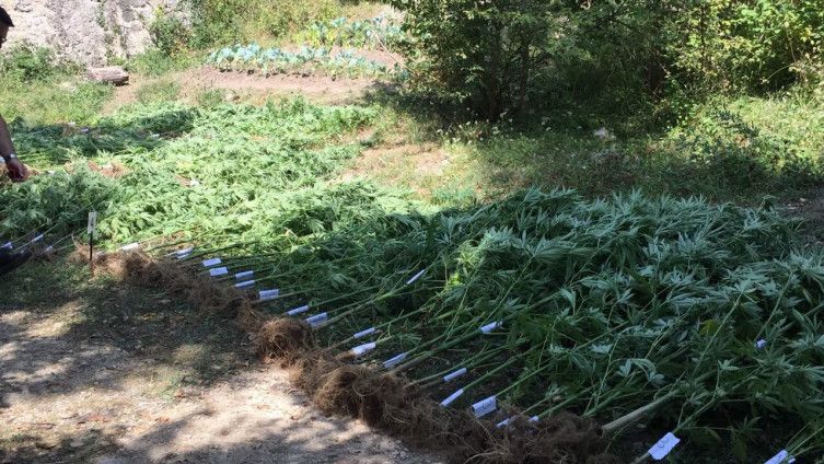 lake droge, drogiranje, marihuana