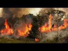 svijet, požari, aktivni požari, amazona, amazona, Čelnici skupine G7, summit G7, požar u Amazoni, svijet