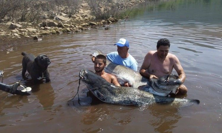 bilećko jezero, Sportsko-ribolovno društvo Bileća, som, ribolovna sezona