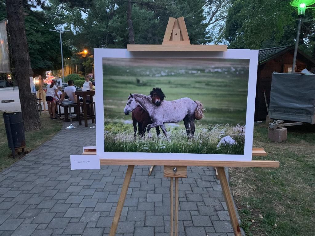 divlji konji, Izložba, Livno