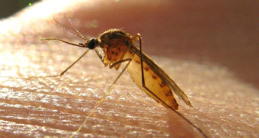 Virusna bolest koju prenose komarci stigla u Srbiju: Umrla prva žrtva groznice zapadnog Nila