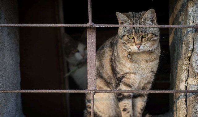 mačka, Kostarika, zatvor, životinja