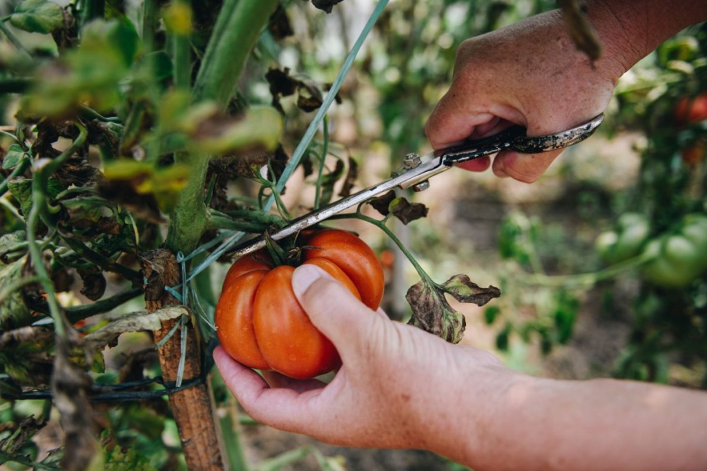 osobe s invaliditetom, sjetva, poljoprivrednici, poljoprivreda, povrće, voće, krumpir