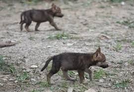 Slovenija, medvjedi, vukovi