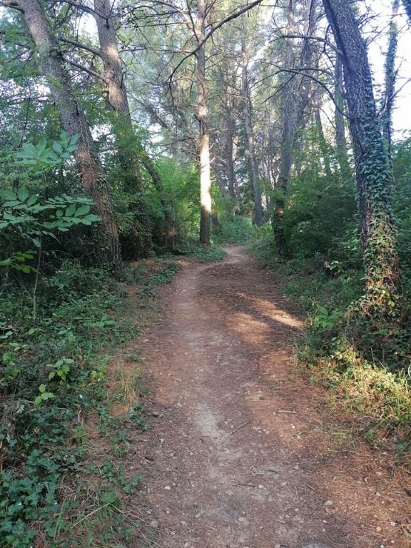 džemal , Trimuša, uređenje, vijesti