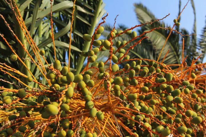 Zbog proizvodnje palminog ulja nestalo gotovo 40 posto šuma na Borneu