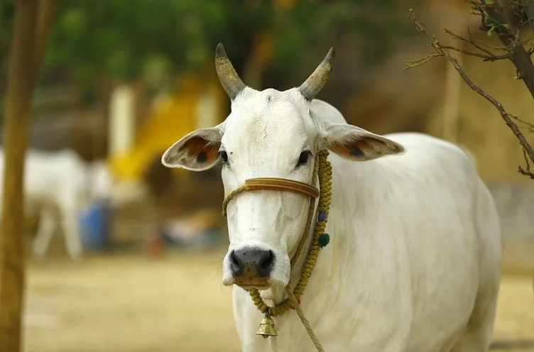 Indijac, krava, nasmrt pretučen