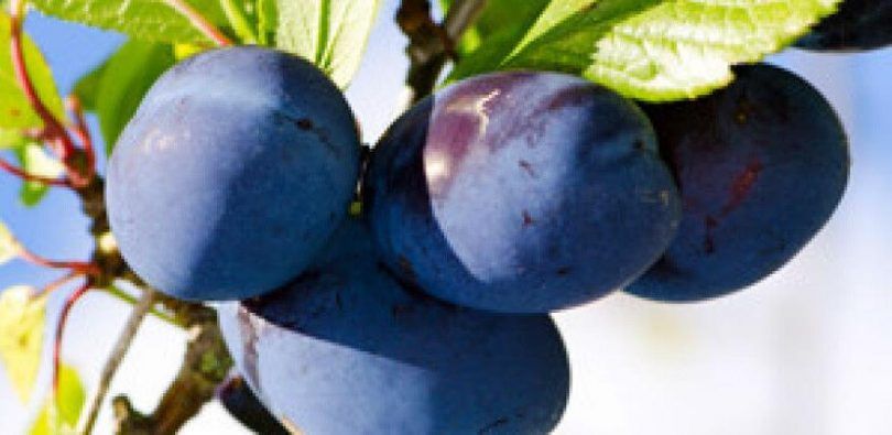 sajam, poljoprivrednici, poljoprivreda, Dani šljive