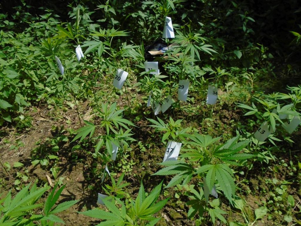 sud, marihuana, Posušje, pritvor, Buna, Kanabis