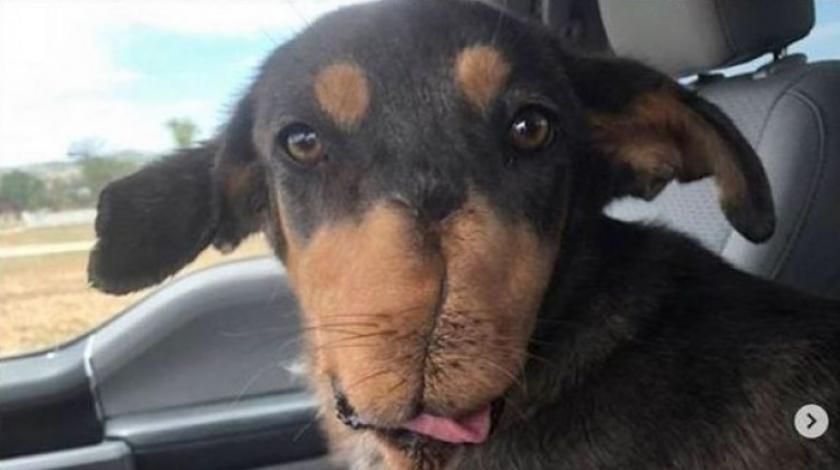 Pas, petarda, vilica 